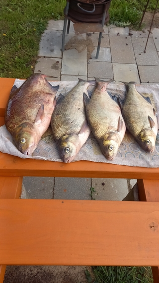 Carp bream