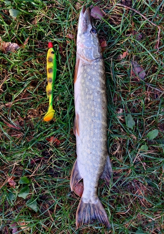 Northern Pike