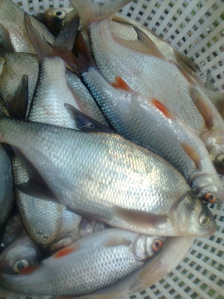 Silver Bream