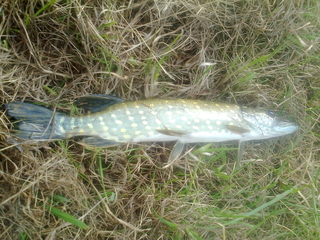 Northern Pike