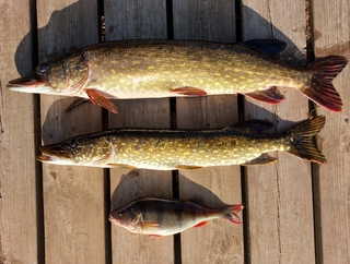 Northern Pike