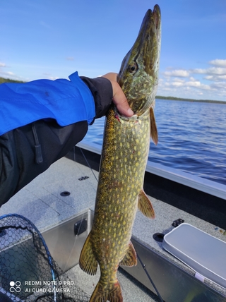 Northern Pike