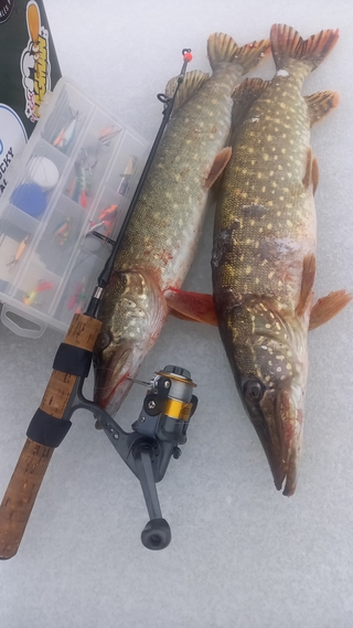 Northern Pike
