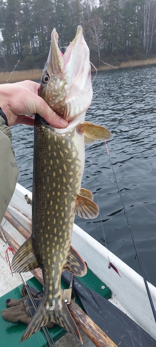 Northern Pike
