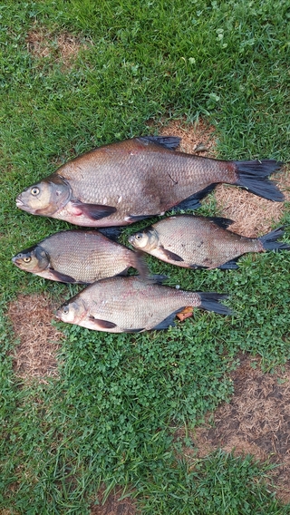 Carp bream