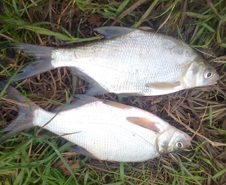 Silver Bream