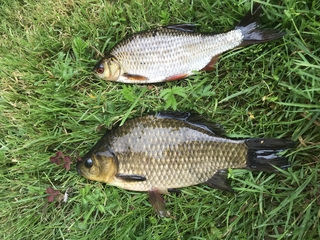 Prussian carp