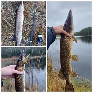 Northern Pike