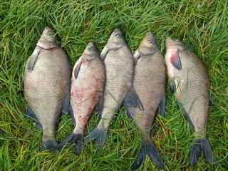 Carp bream