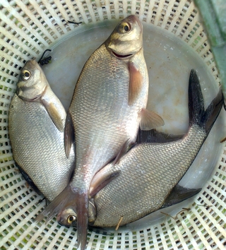 Silver Bream