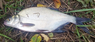 Carp bream