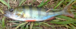 Eurasian perch