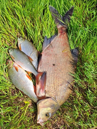 Carp bream
