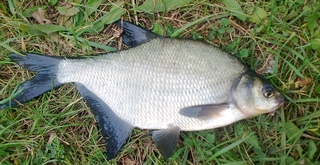 Carp bream