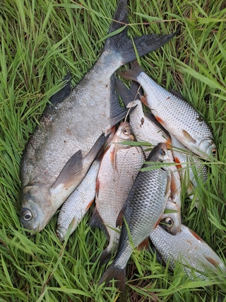Carp bream