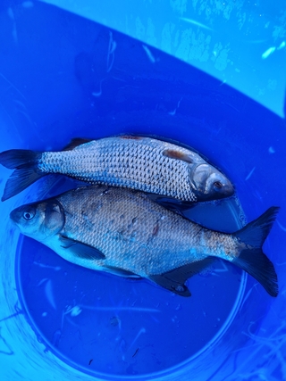 Carp bream
