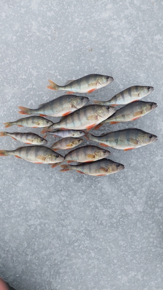 Eurasian perch