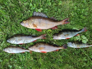 Eurasian perch