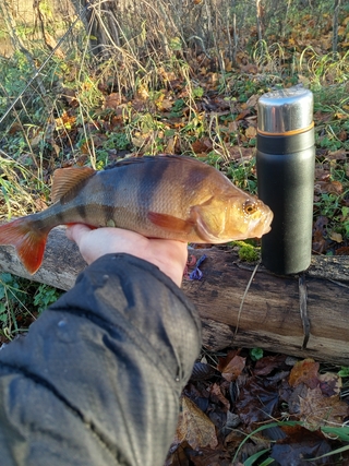 Eurasian perch