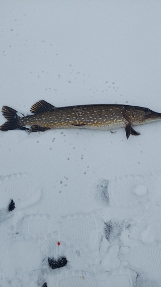 Northern Pike