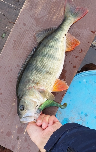 Eurasian perch