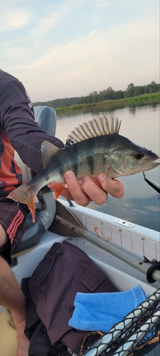 Eurasian perch