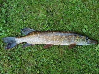 Northern Pike