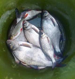 Carp bream