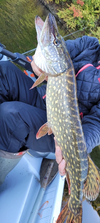 Northern Pike