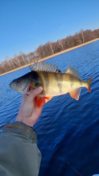 Eurasian perch