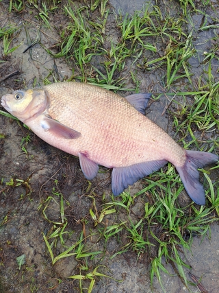 Carp bream