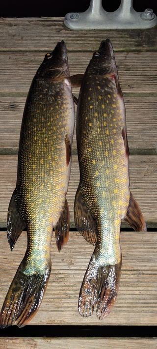 Northern Pike