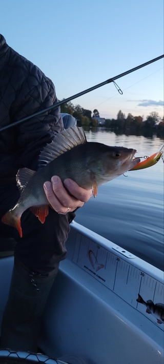 Eurasian perch