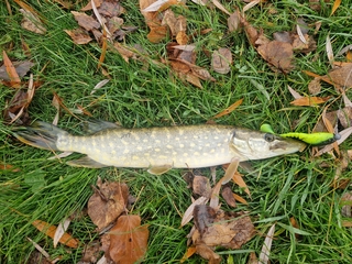 Northern Pike