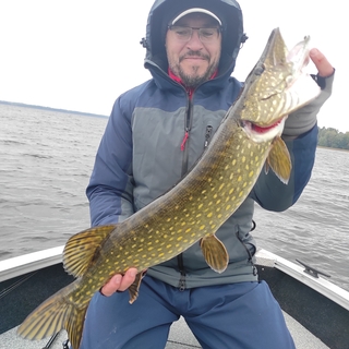Northern Pike