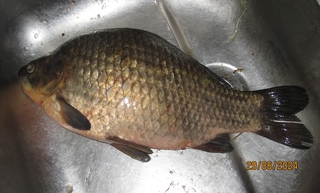 Prussian carp