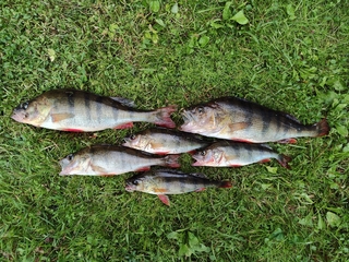 Eurasian perch