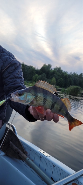 Eurasian perch