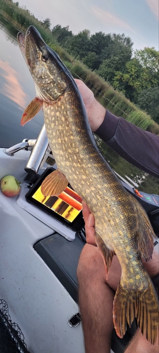 Northern Pike