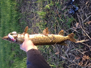 Northern Pike