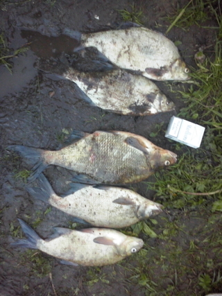 Carp bream
