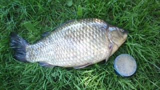 Prussian carp