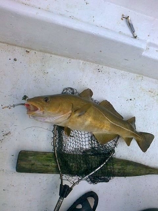Atlantic cod