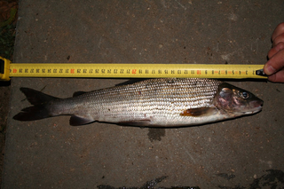 Grayling