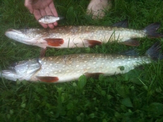 Northern Pike