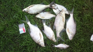 Carp bream