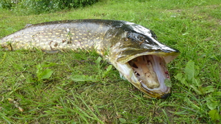 Northern Pike