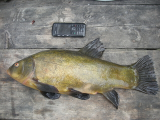 Tench