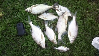 Carp bream