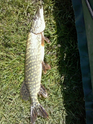 Northern Pike